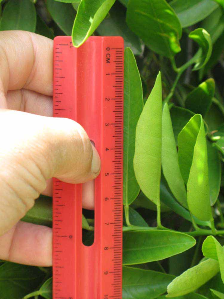            Unifoliolate leaf (Riverside, CA)   